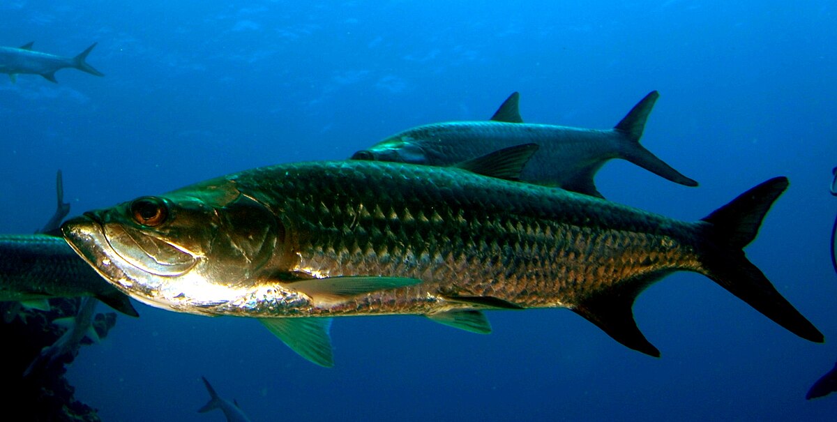 Megalops
