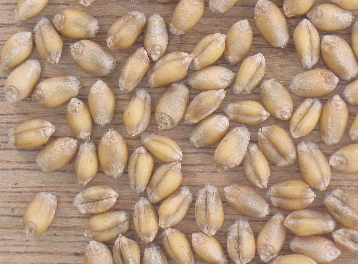 Grains de blé tendre