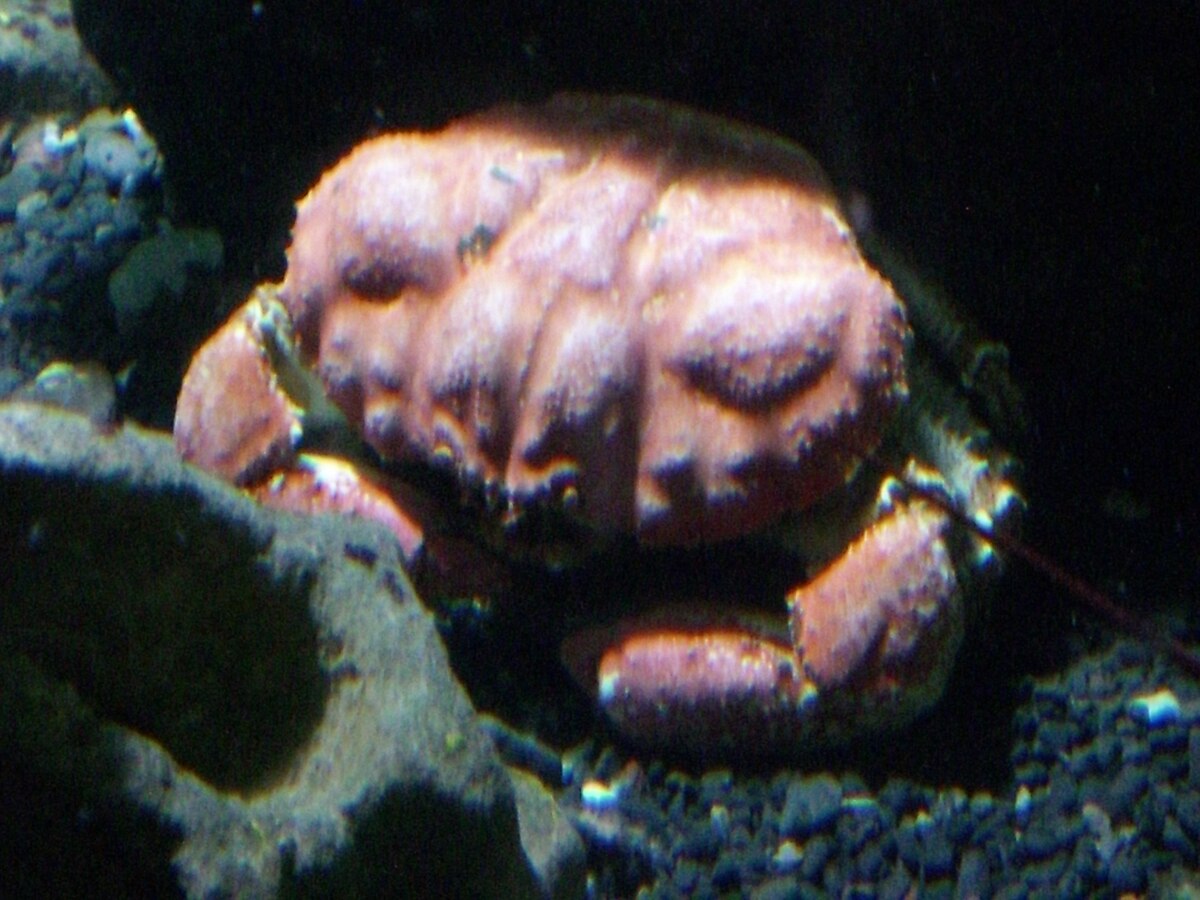 Menippidae