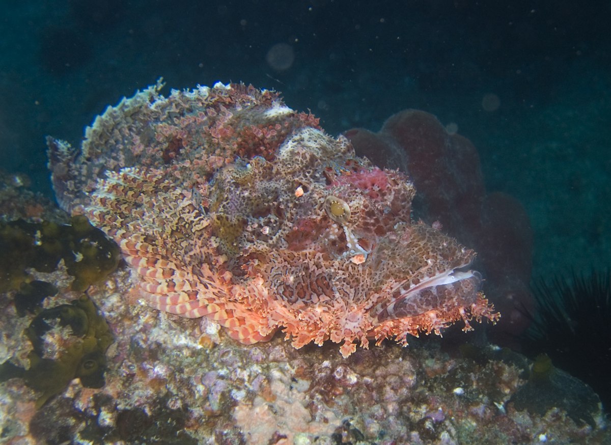 Scorpaenopsis