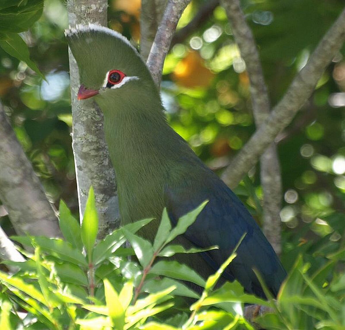 Touraco louri