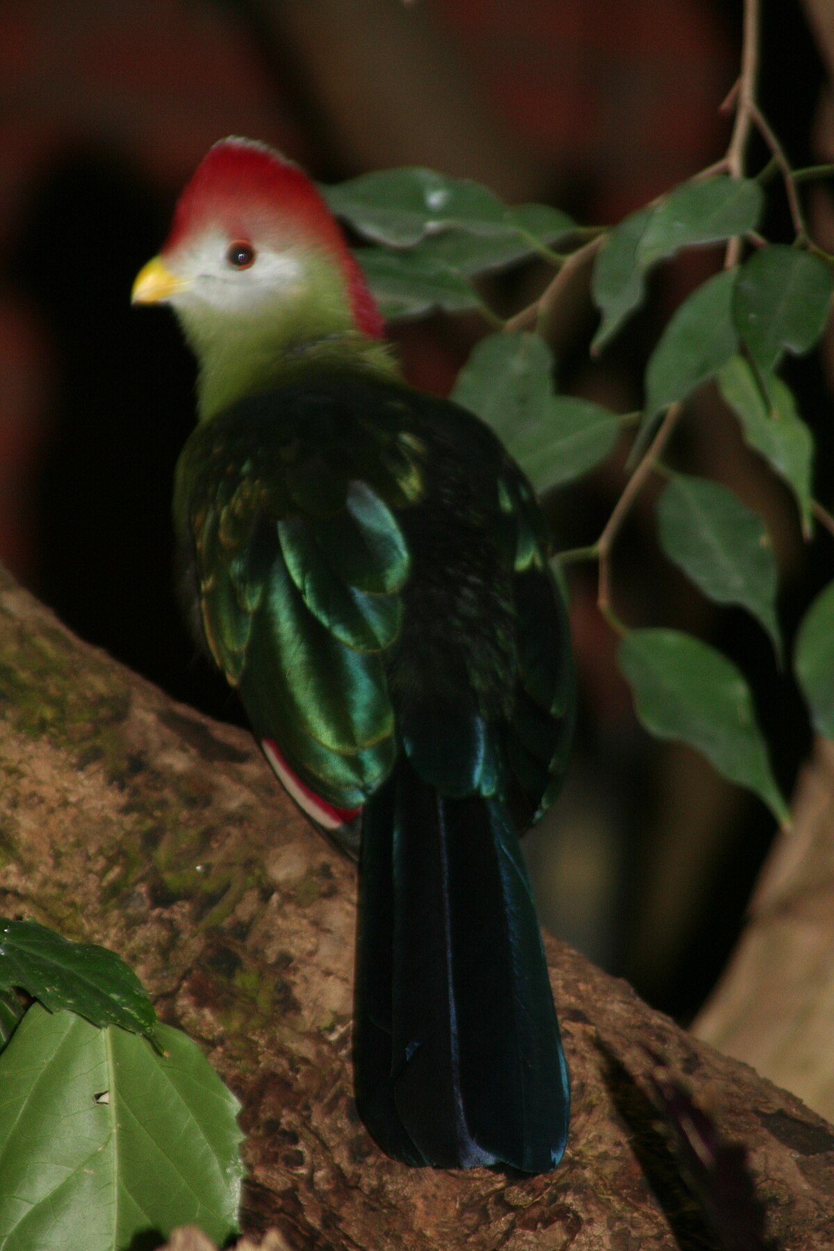 Touraco pauline