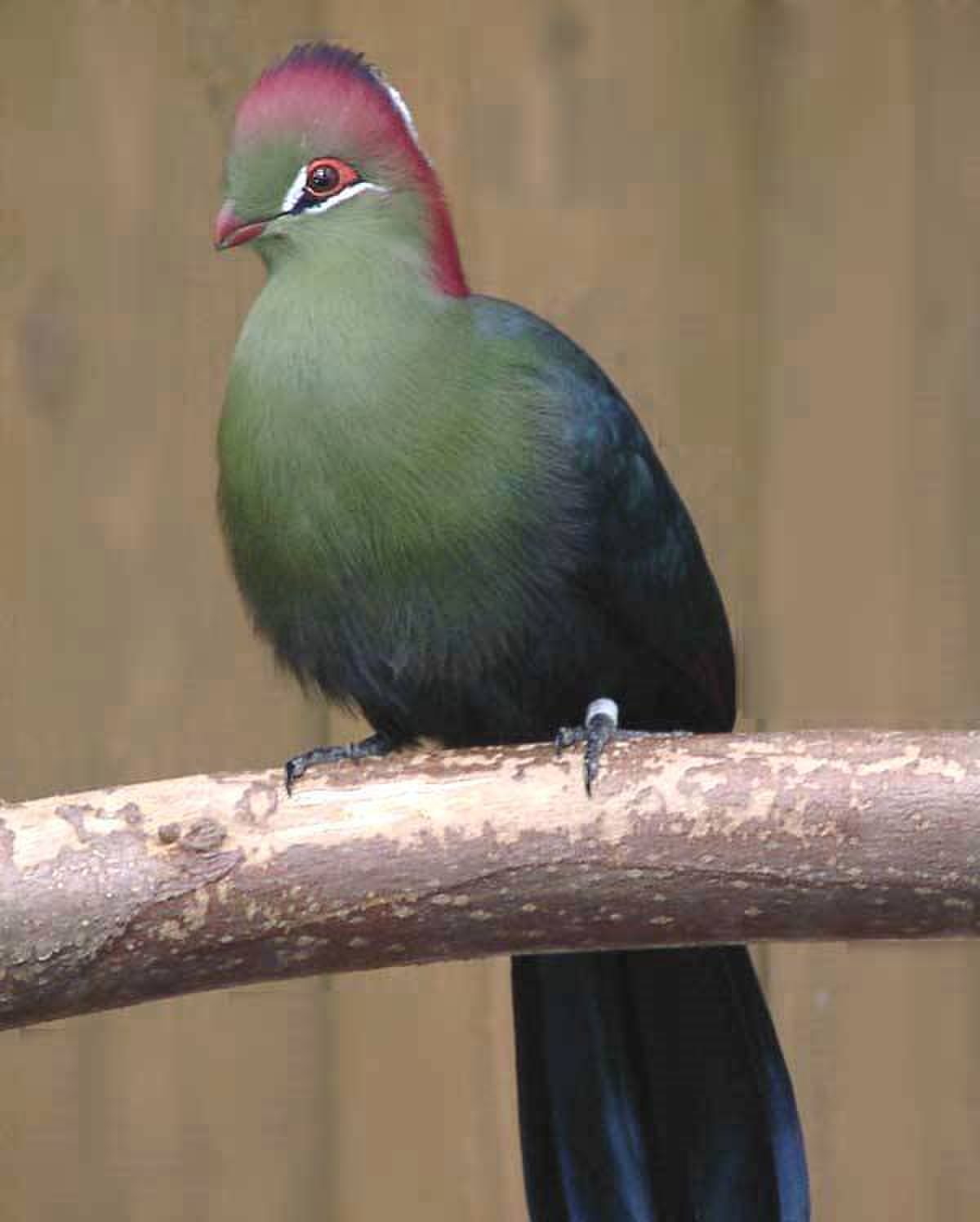Tauraco fischeri