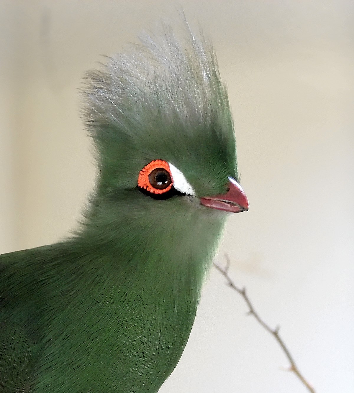 Tauraco