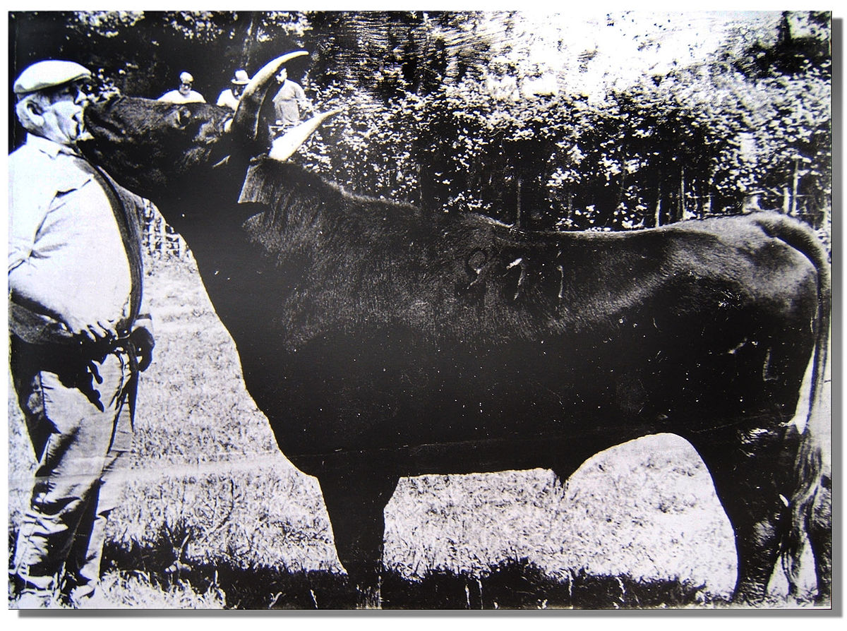 Camargue (race bovine)