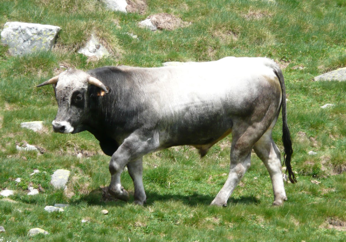 Gasconne
