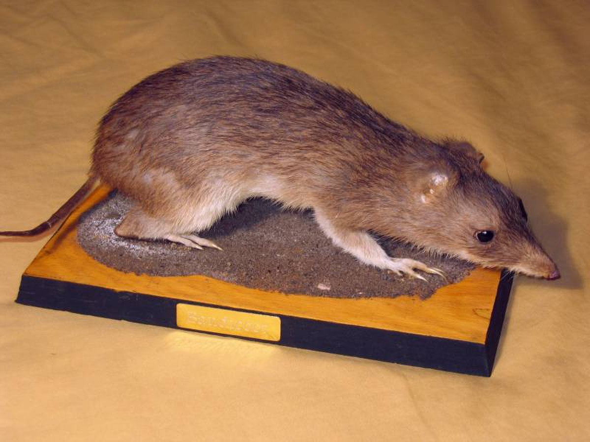 Peramelemorphia