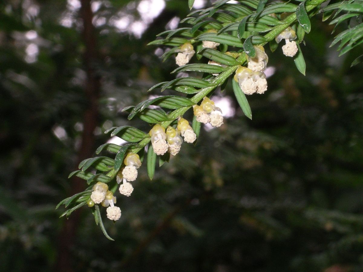 Fleurs mâles