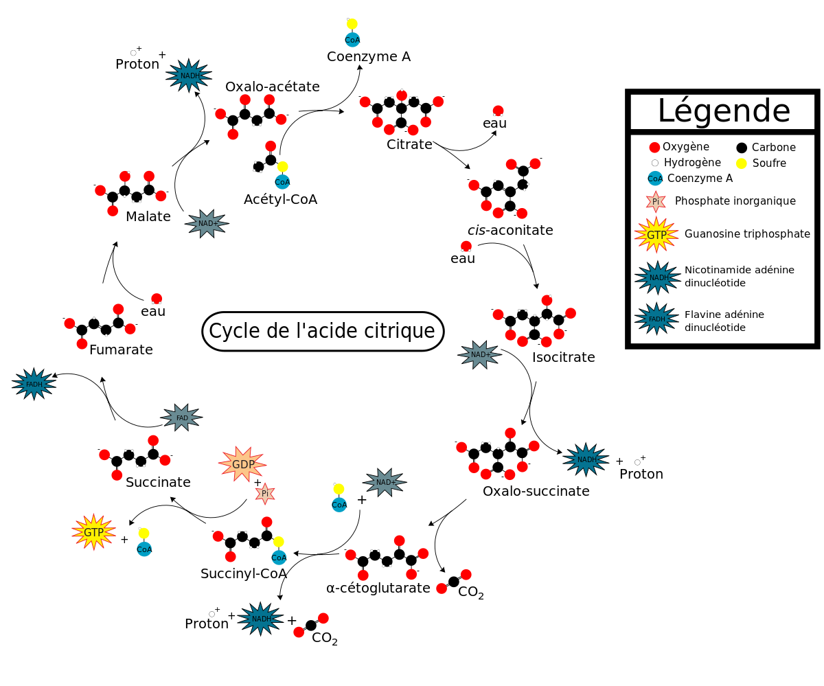 Cycle de Krebs