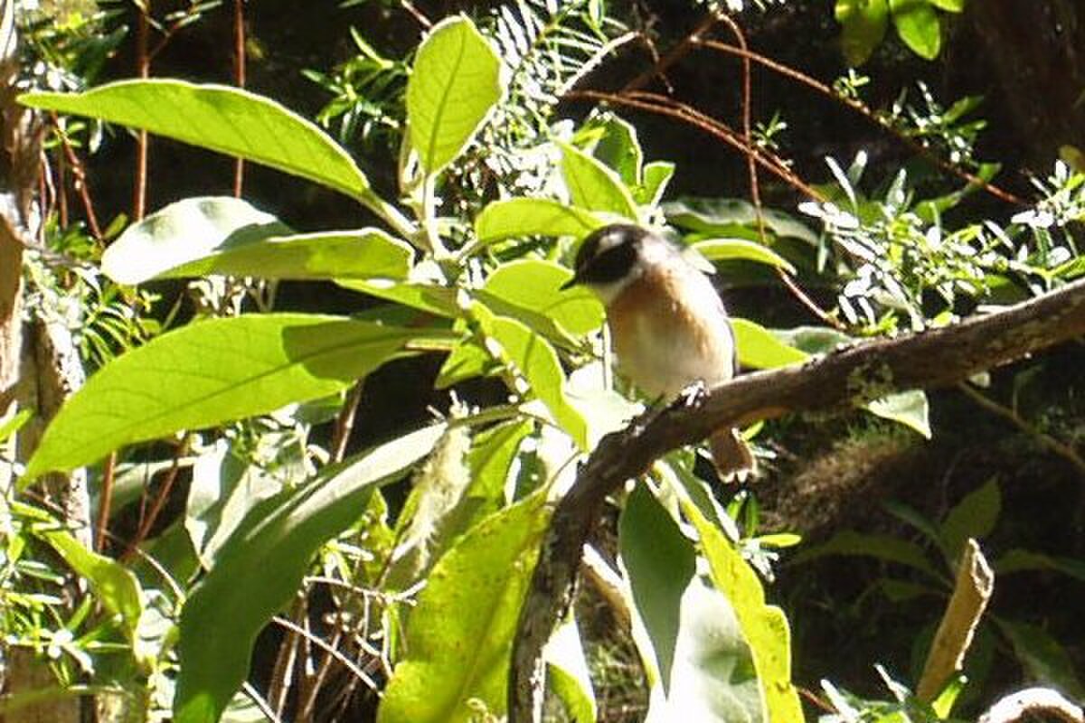 Saxicola