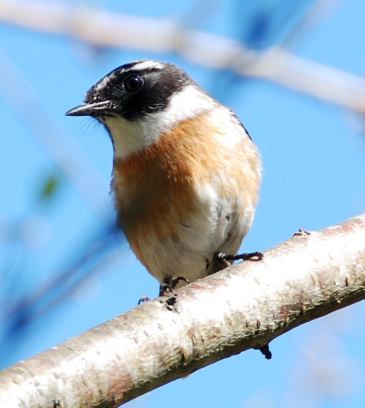 Faune endémique de La Réunion