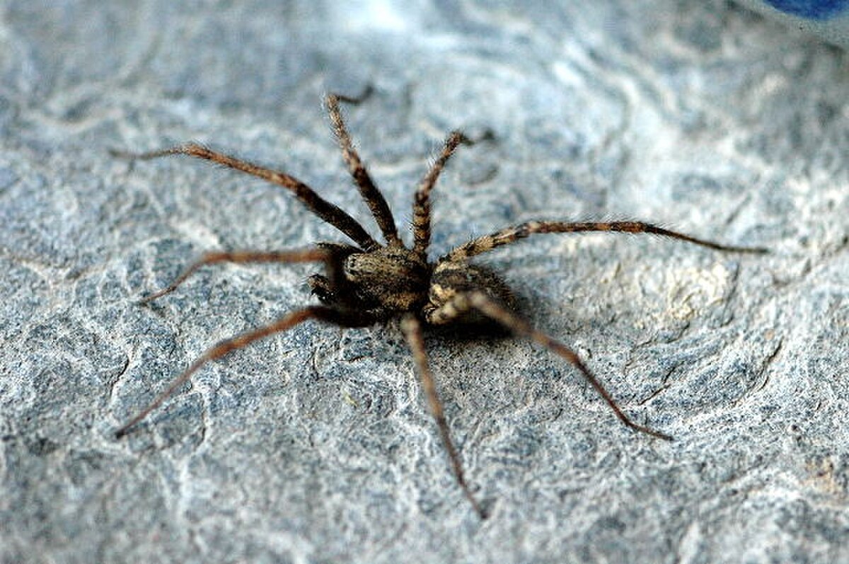 Malthonica