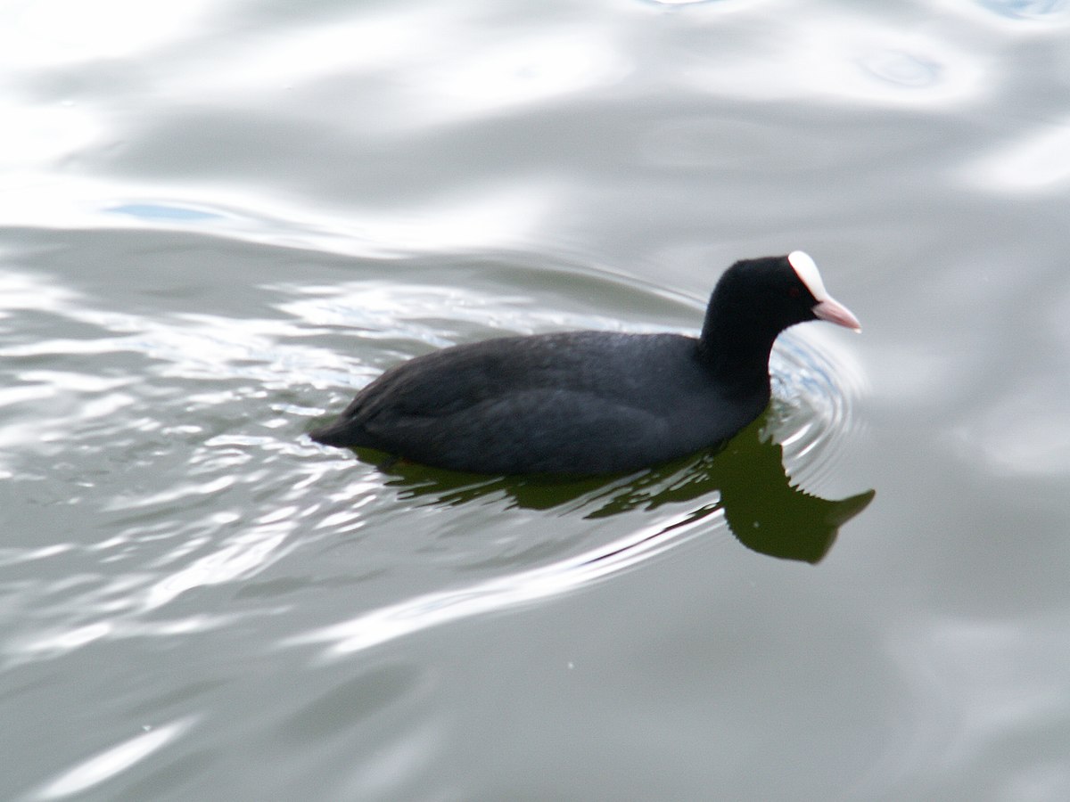 Teichhuhn1 db.jpg