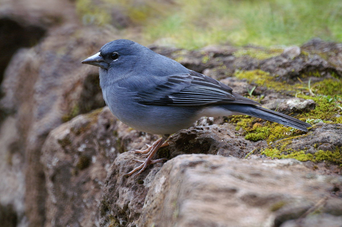 Pinson bleu