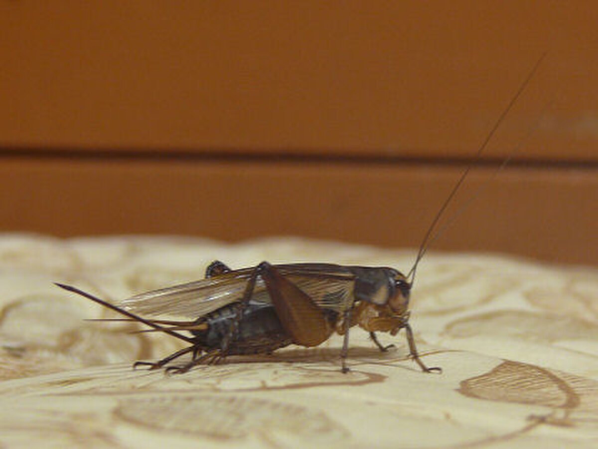 Teleogryllus