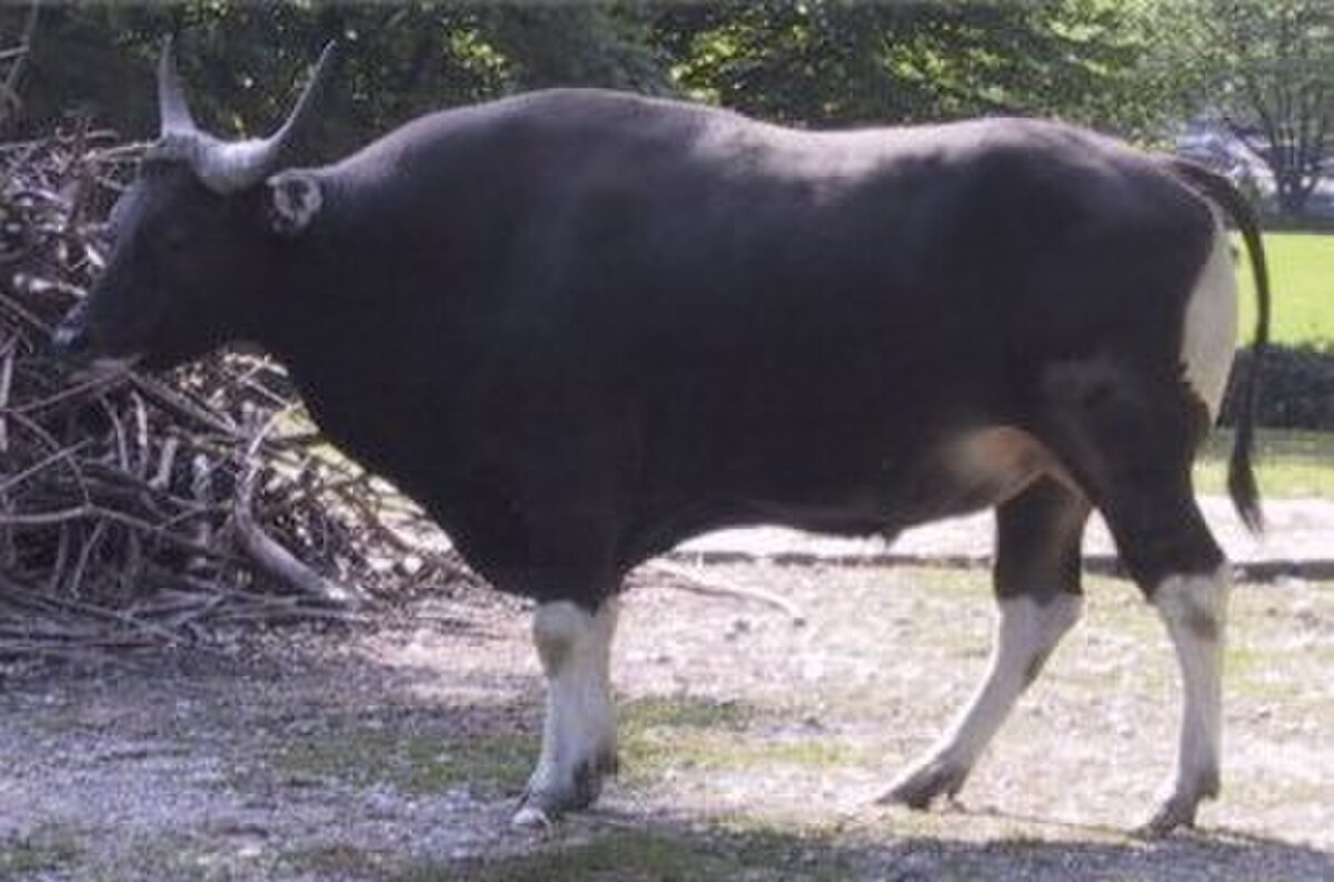 Banteng