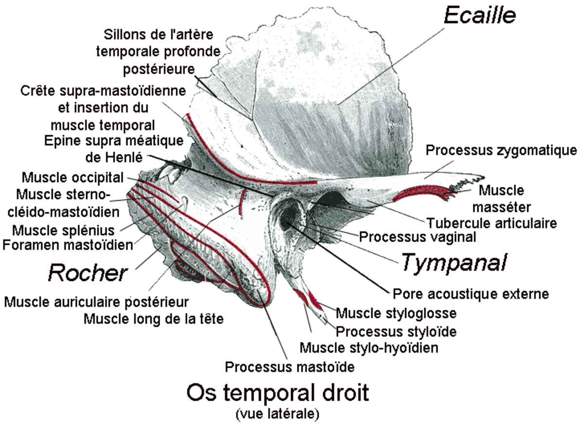 Os temporal