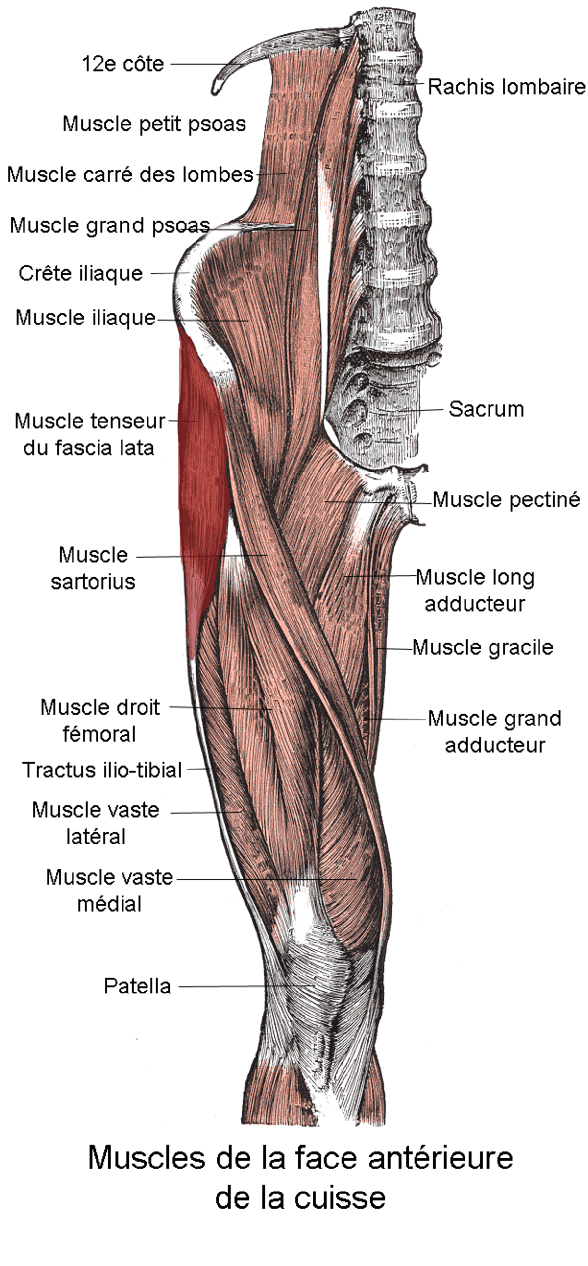 Muscle tenseur du fascia lata