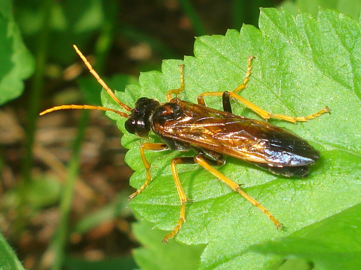 Hymenoptera (classification phylogénétique)