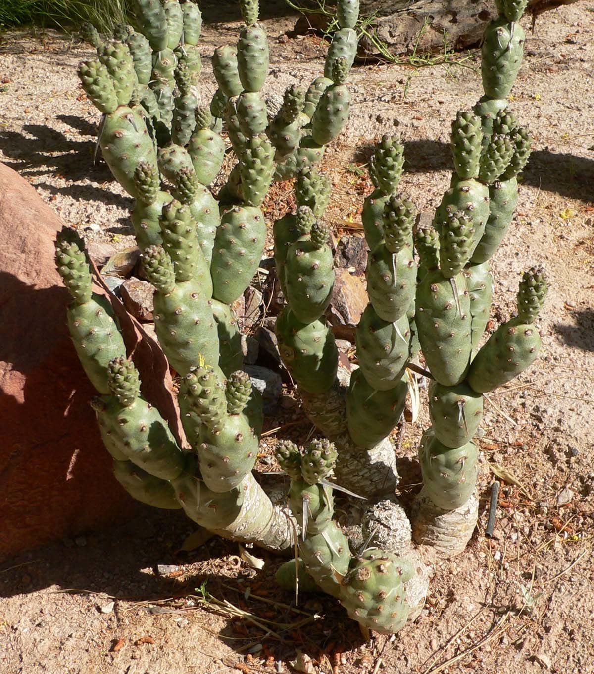Tephrocactus