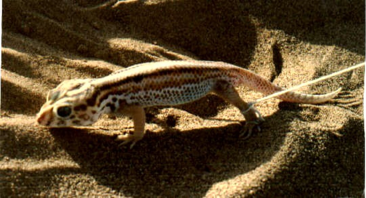 Teratoscincus scincus