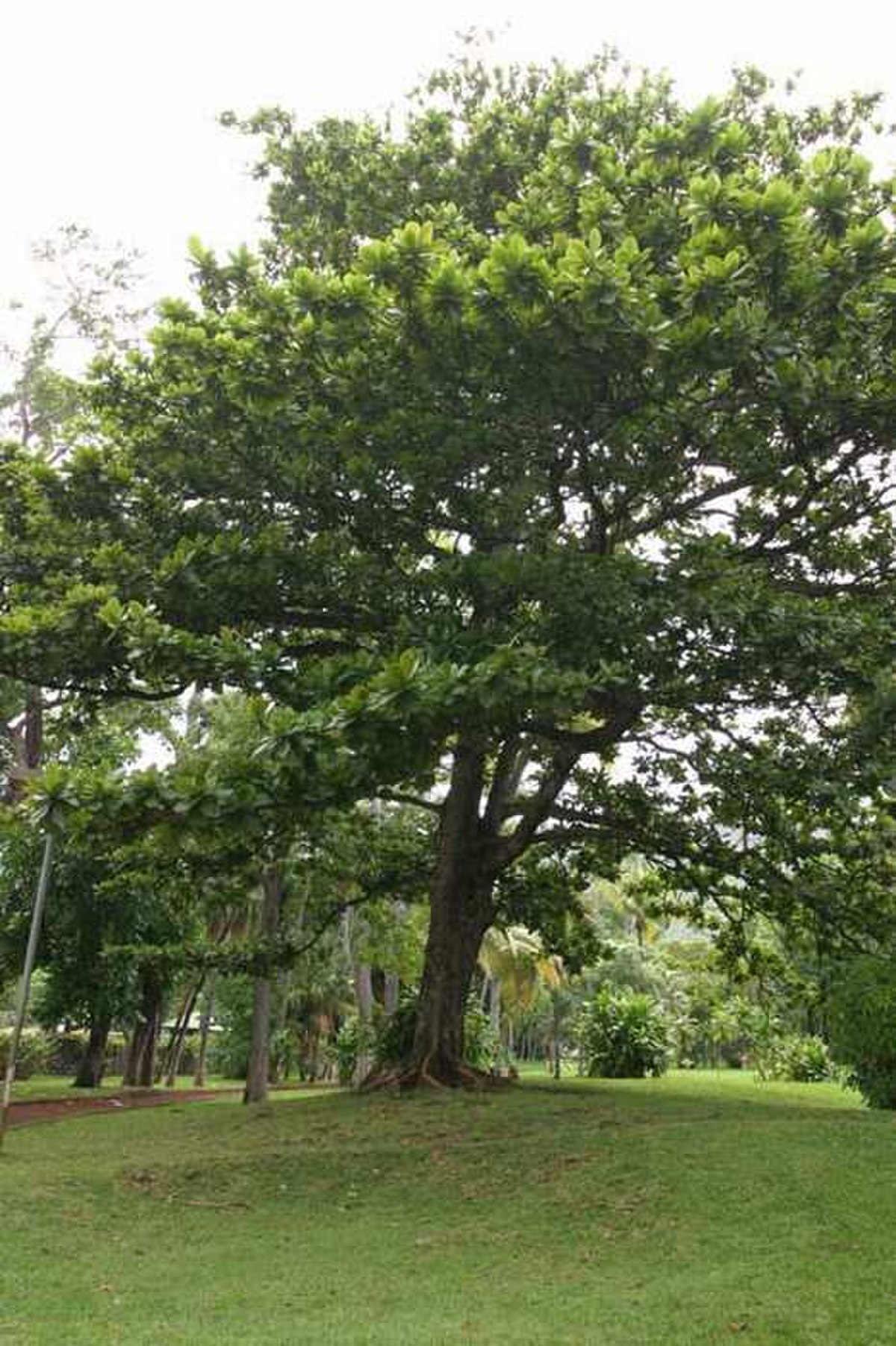 Terminalia