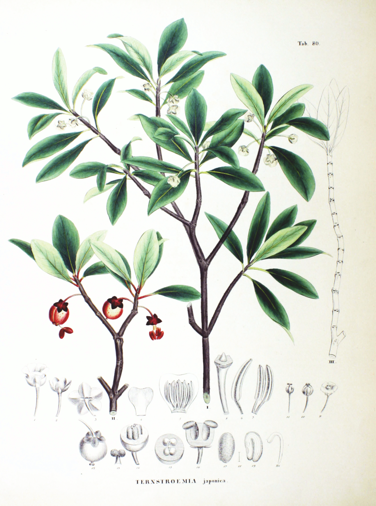 Ternstroemia
