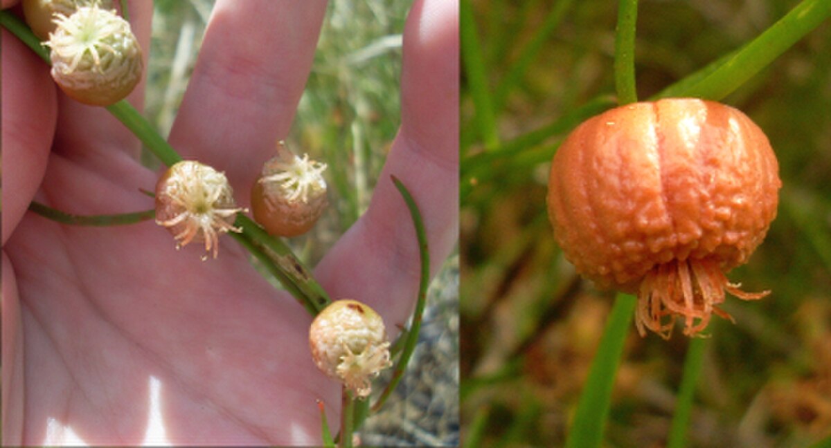 Gyrostemonaceae
