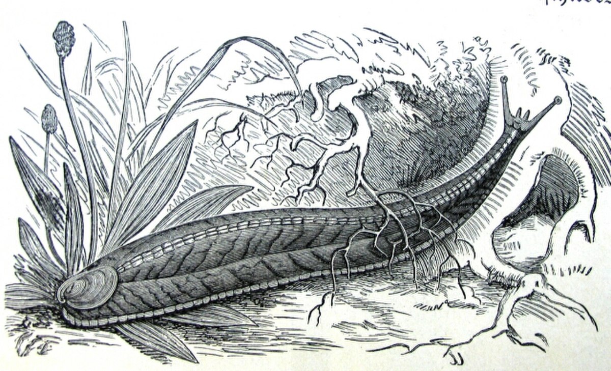 Pulmonata