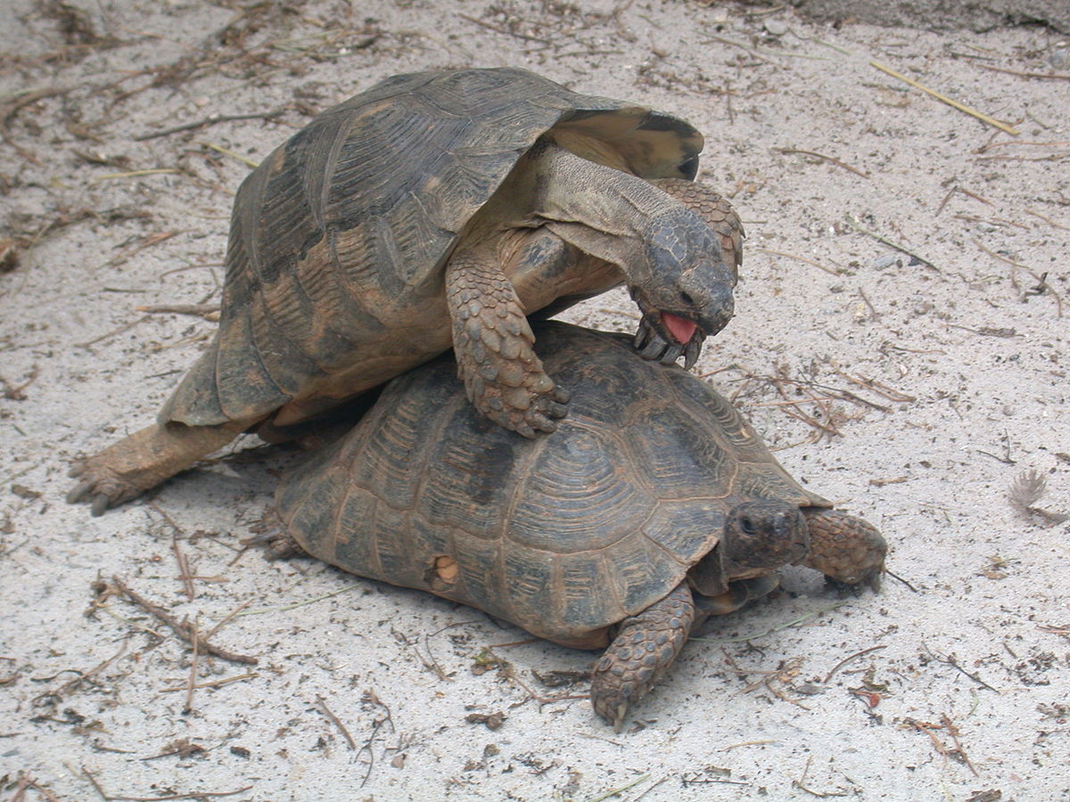 Testudo