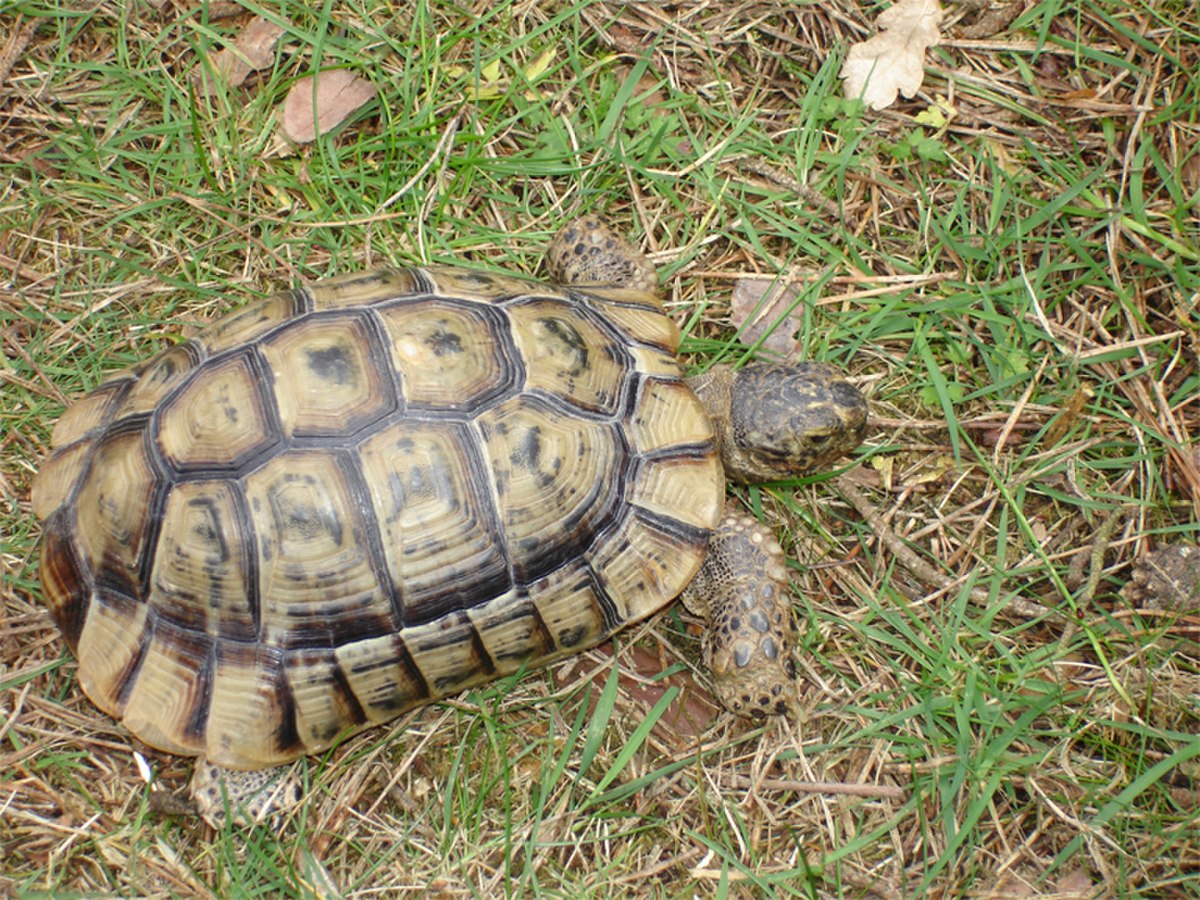 Tortue terrestre
