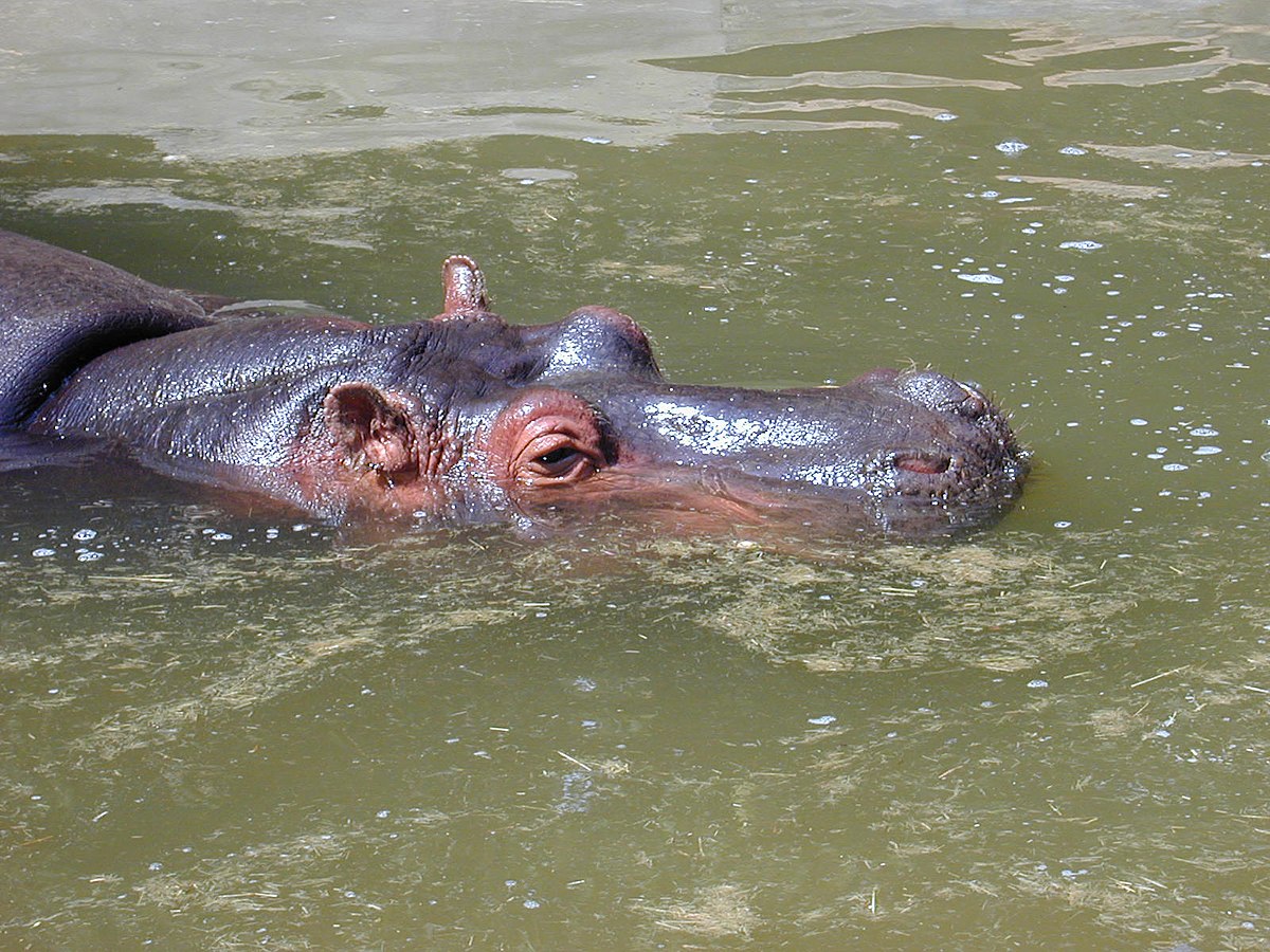 Cetartiodactyla