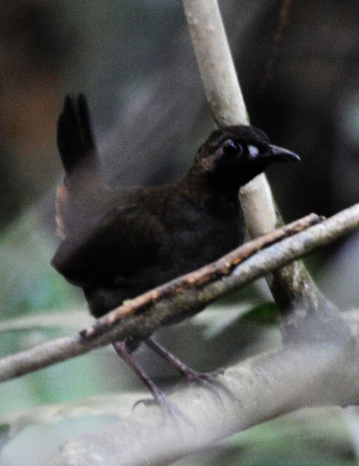 Formicariidae