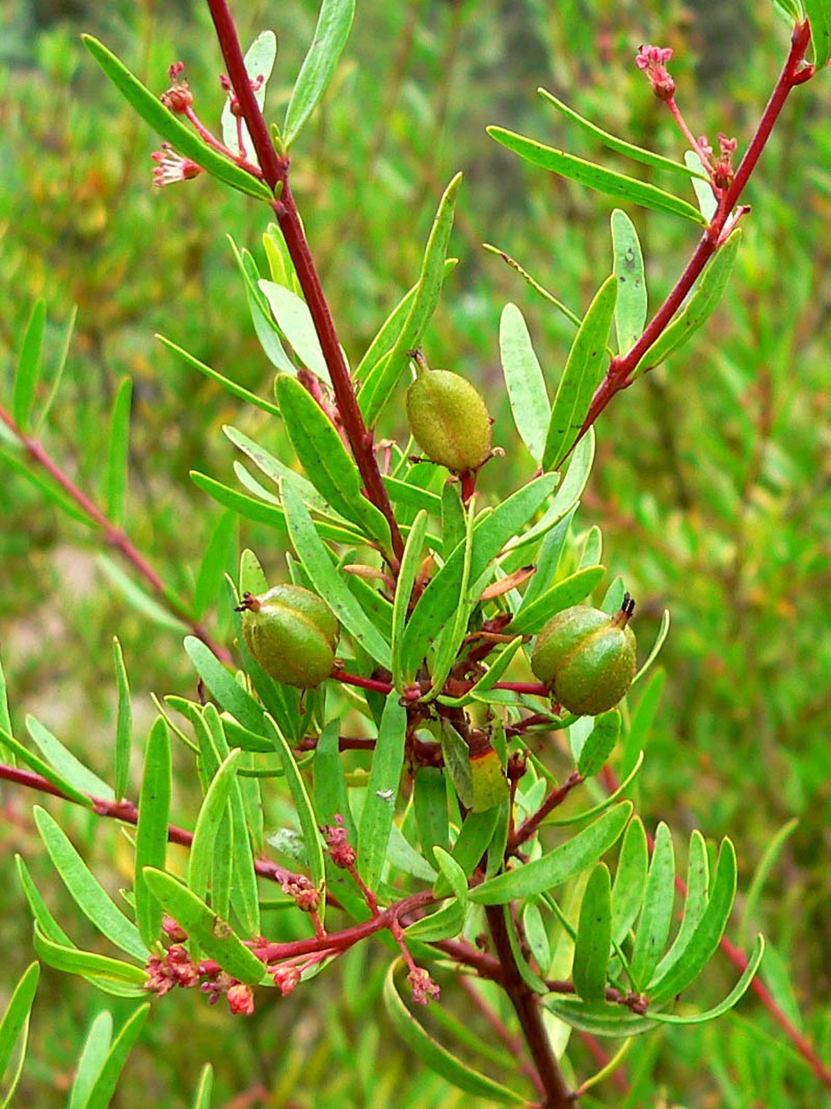 Picrodendraceae