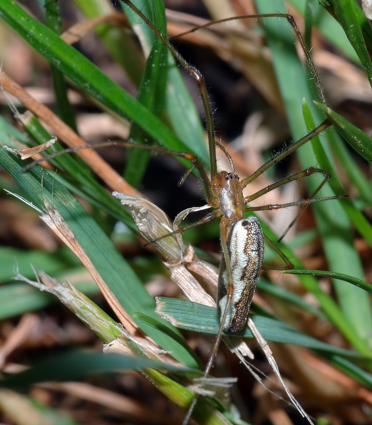 Tetragnathidae