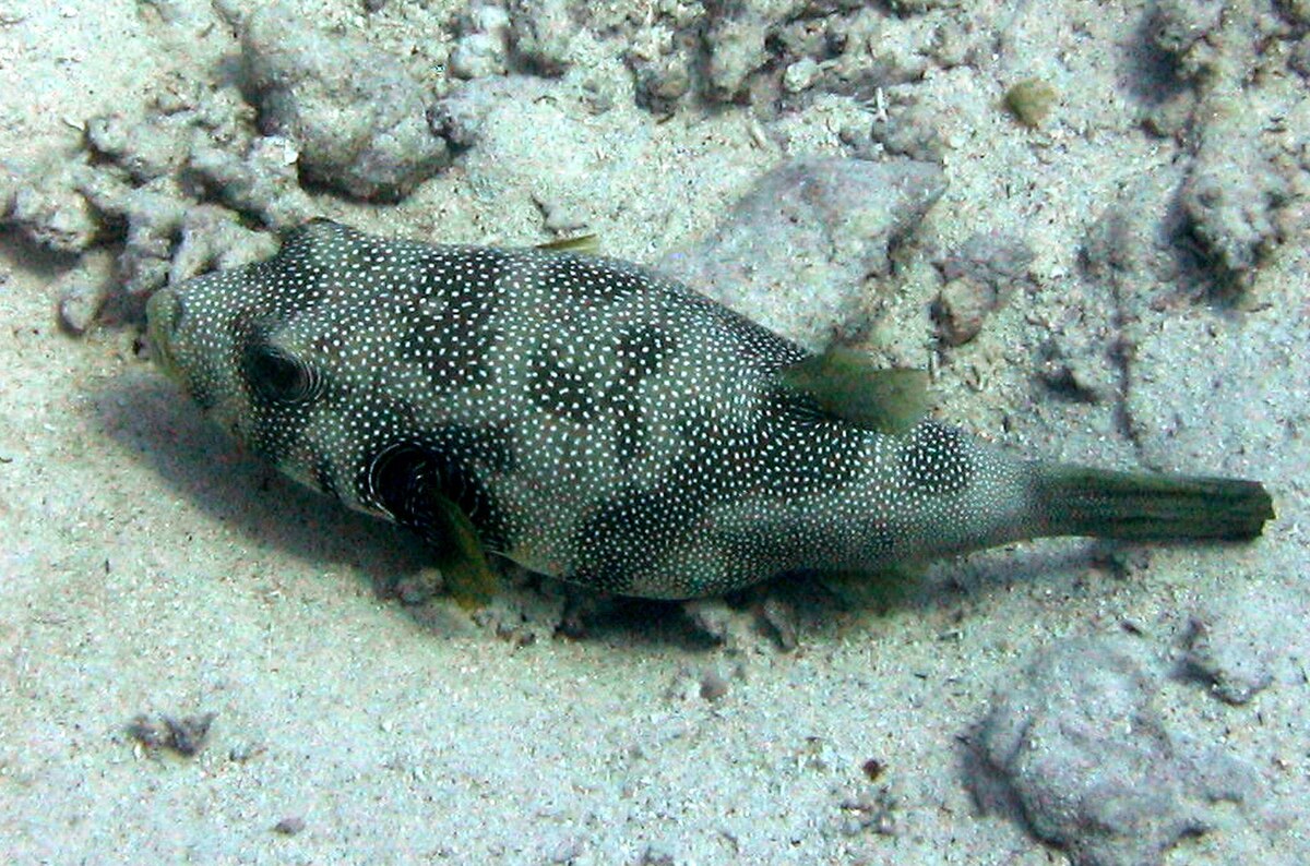 Tetraodontinae