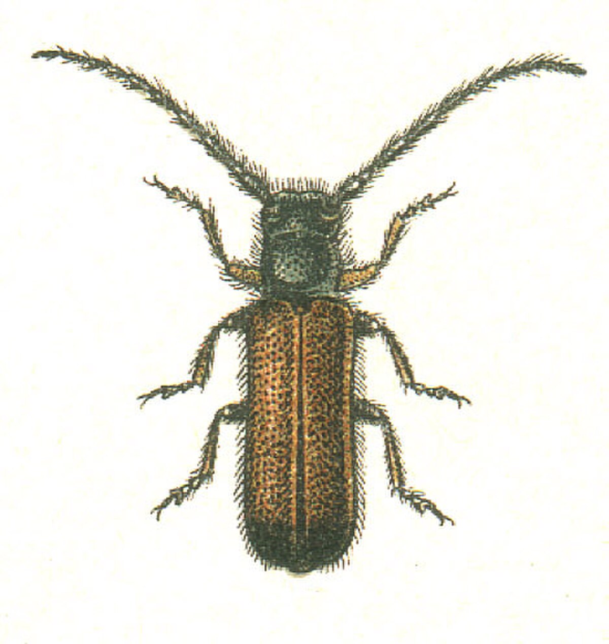 Tetraopini
