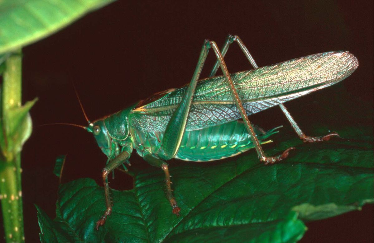Tettigonia