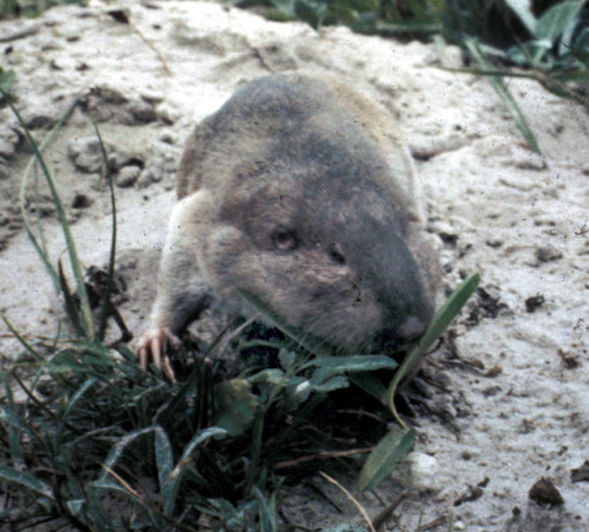 Geomys personatus