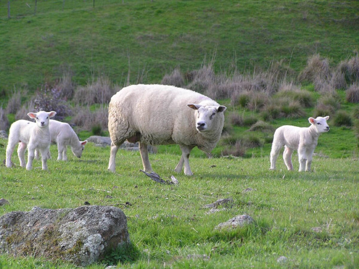 Texel (race ovine)