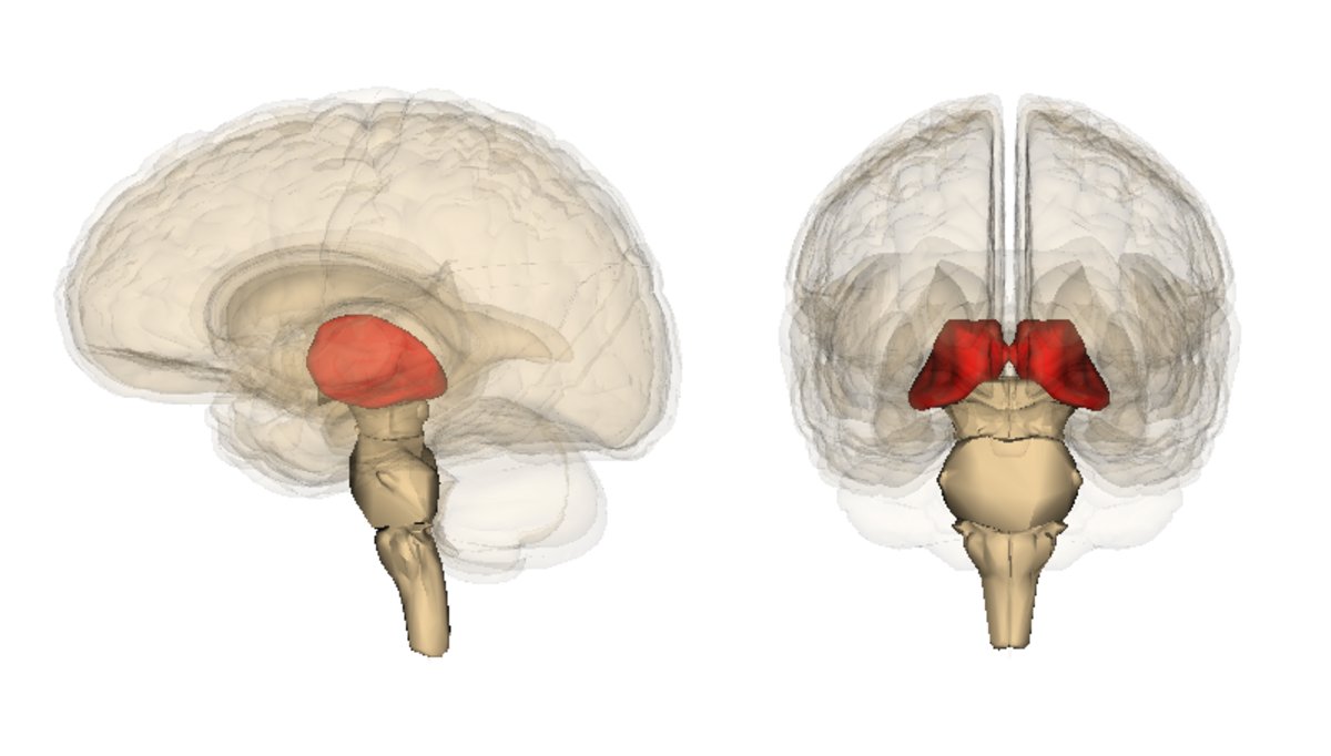 Thalamus