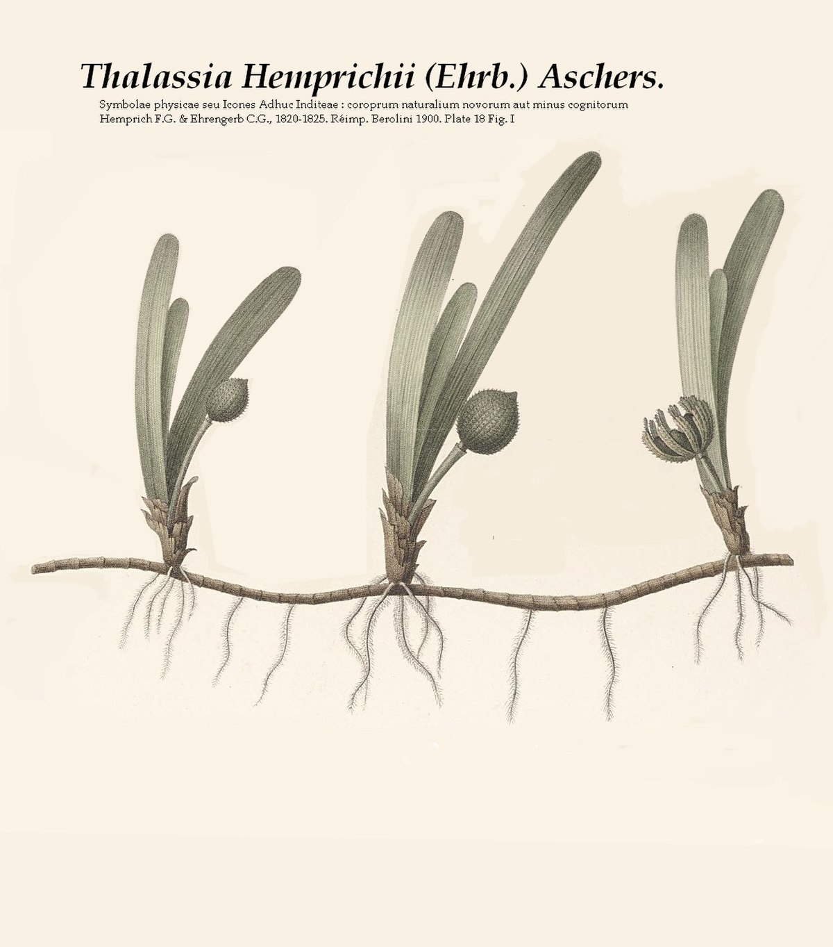 Thalassia