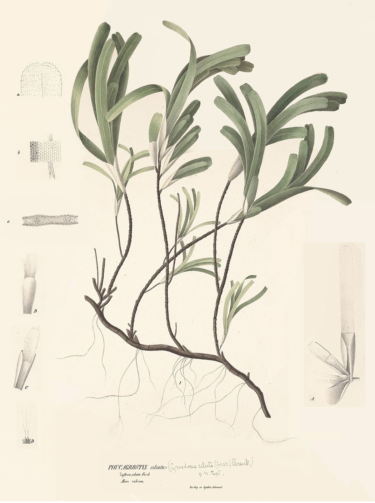 Thalassodendron