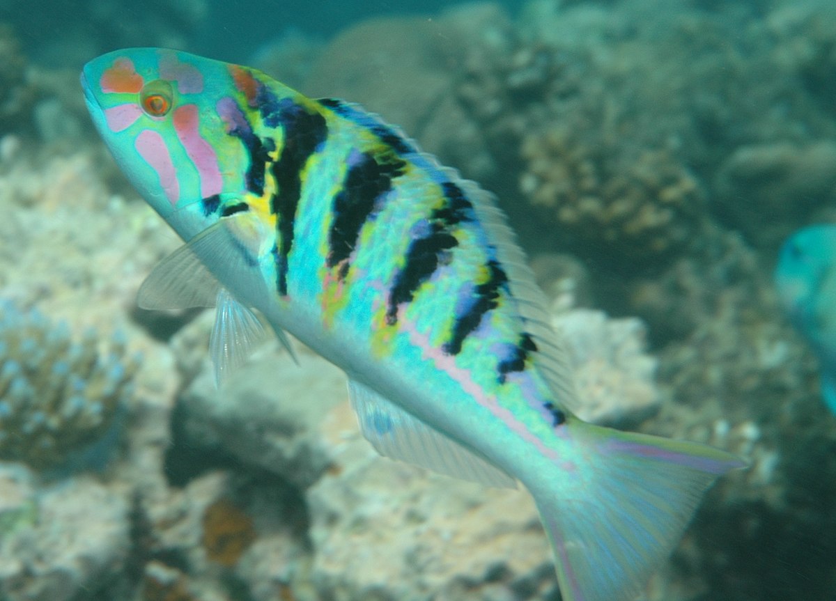 Thalassoma