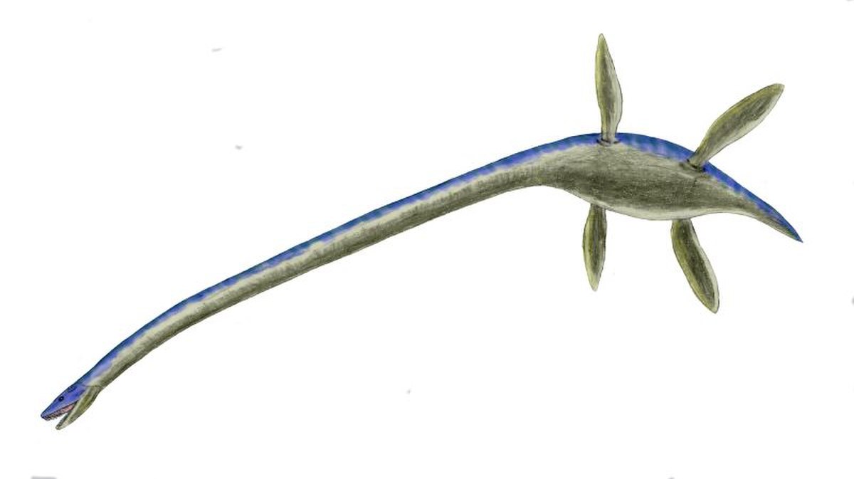 Thalassomedon, un elasmosauride
