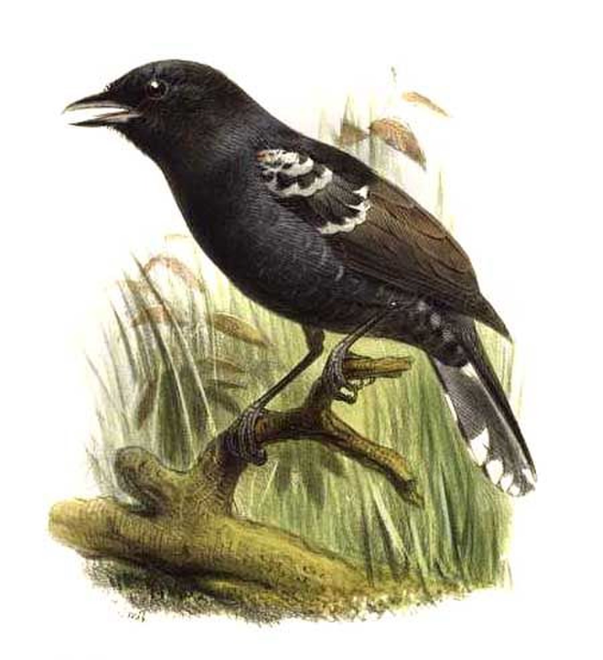Thamnophilus