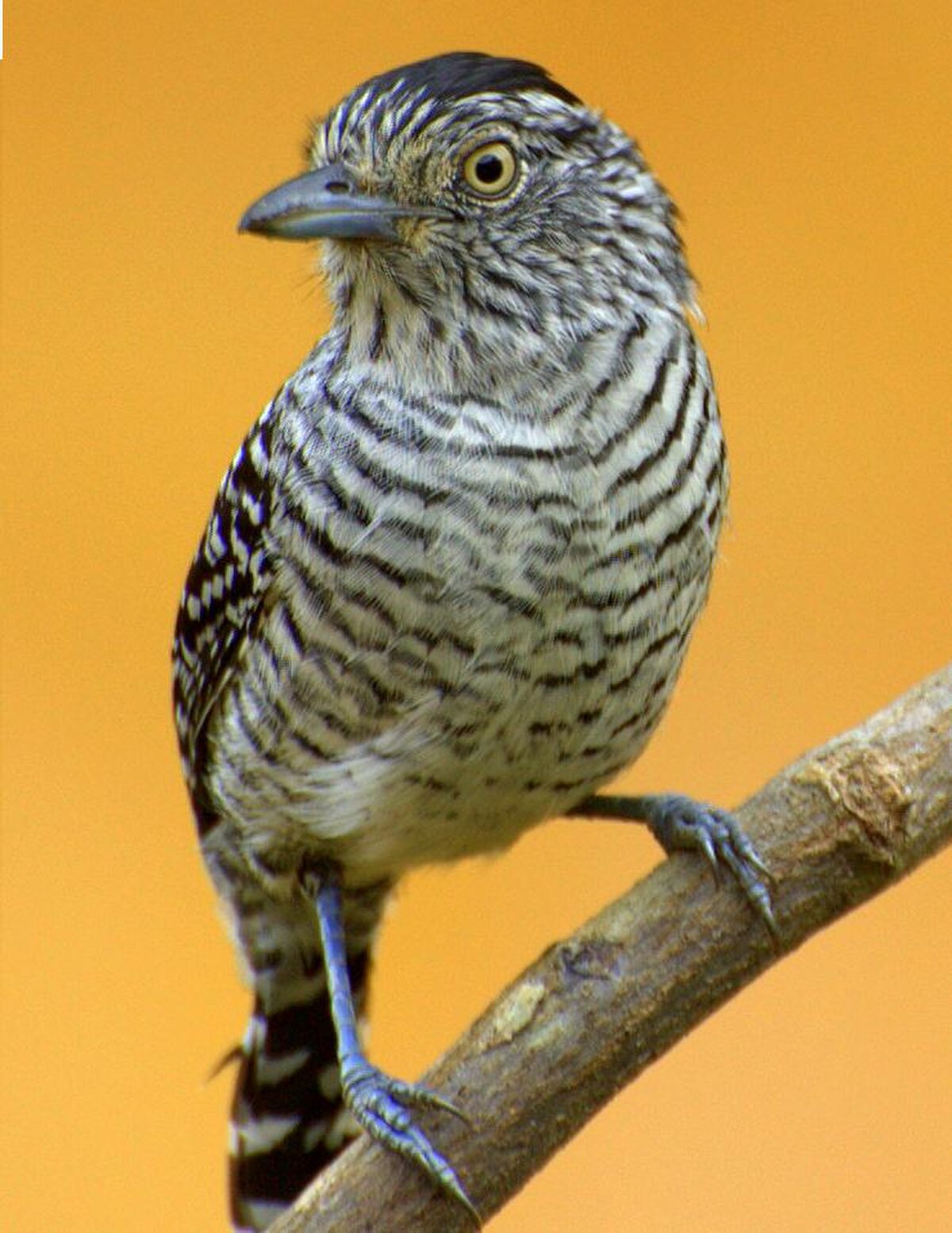 Batara rayé