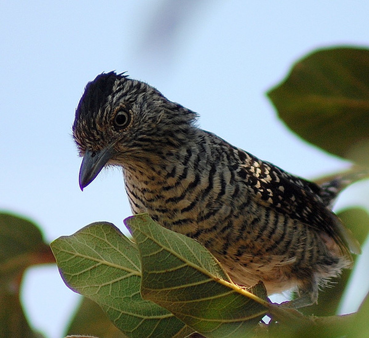 Batara (oiseau)