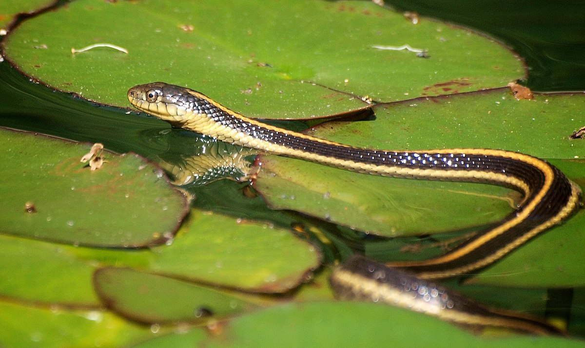 Thamnophis atratus