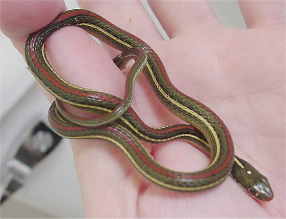 Thamnophis proximus